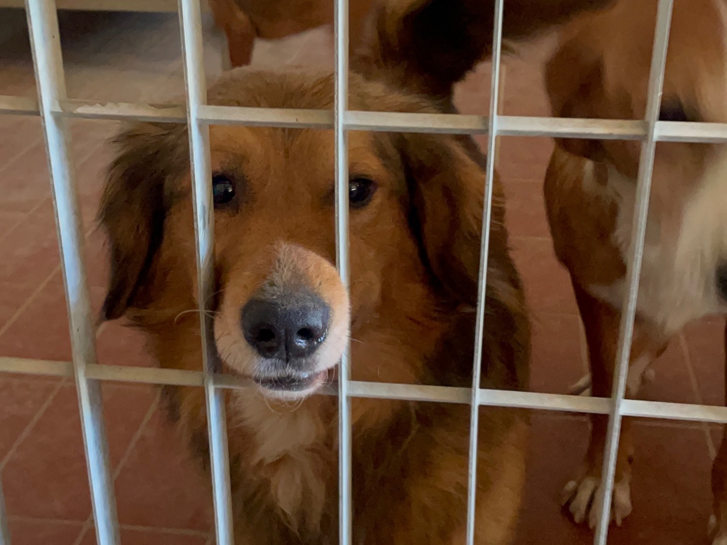 Adotta un cane, taglia media contenuta, maschio, Firenze