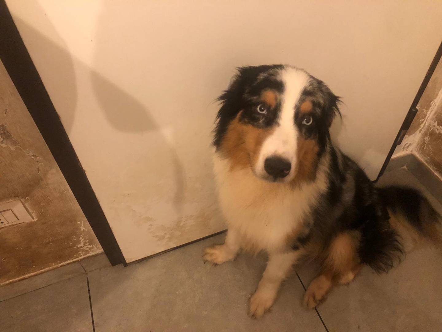 Adozione cane, maschio, Pastore australiano, 3 anni e 10 mesi, taglia media, Bari