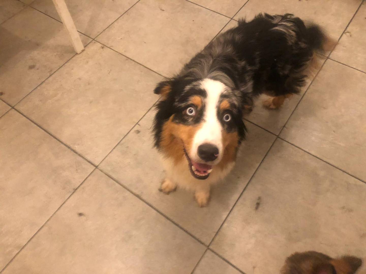 Adotta un cane, maschio, 3 anni e 10 mesi, Bari