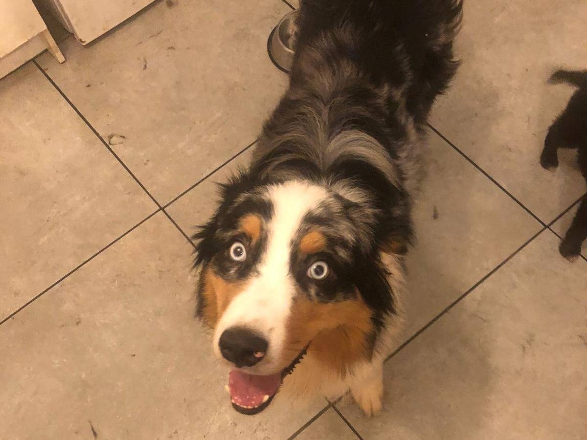 Adotta un cane, taglia media, maschio, Bari