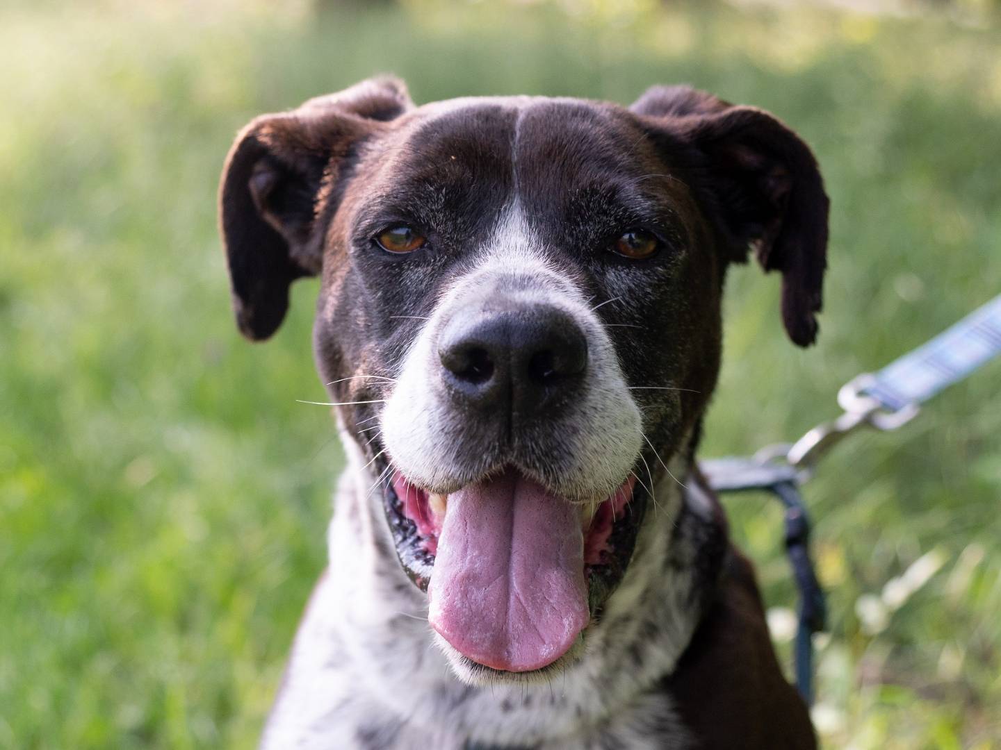 Adozione cane, maschio, meticcio, 12 anni  e 1 mese, taglia media, Ferrara