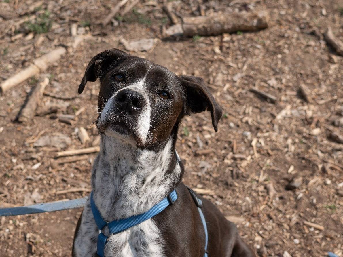 Adotta un cane, maschio, 12 anni  e 1 mese, Ferrara