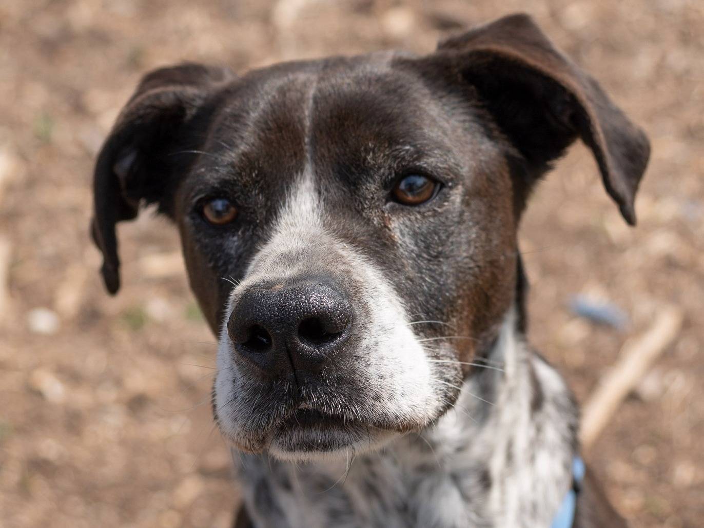 Adotta un cane, taglia media, maschio, Ferrara