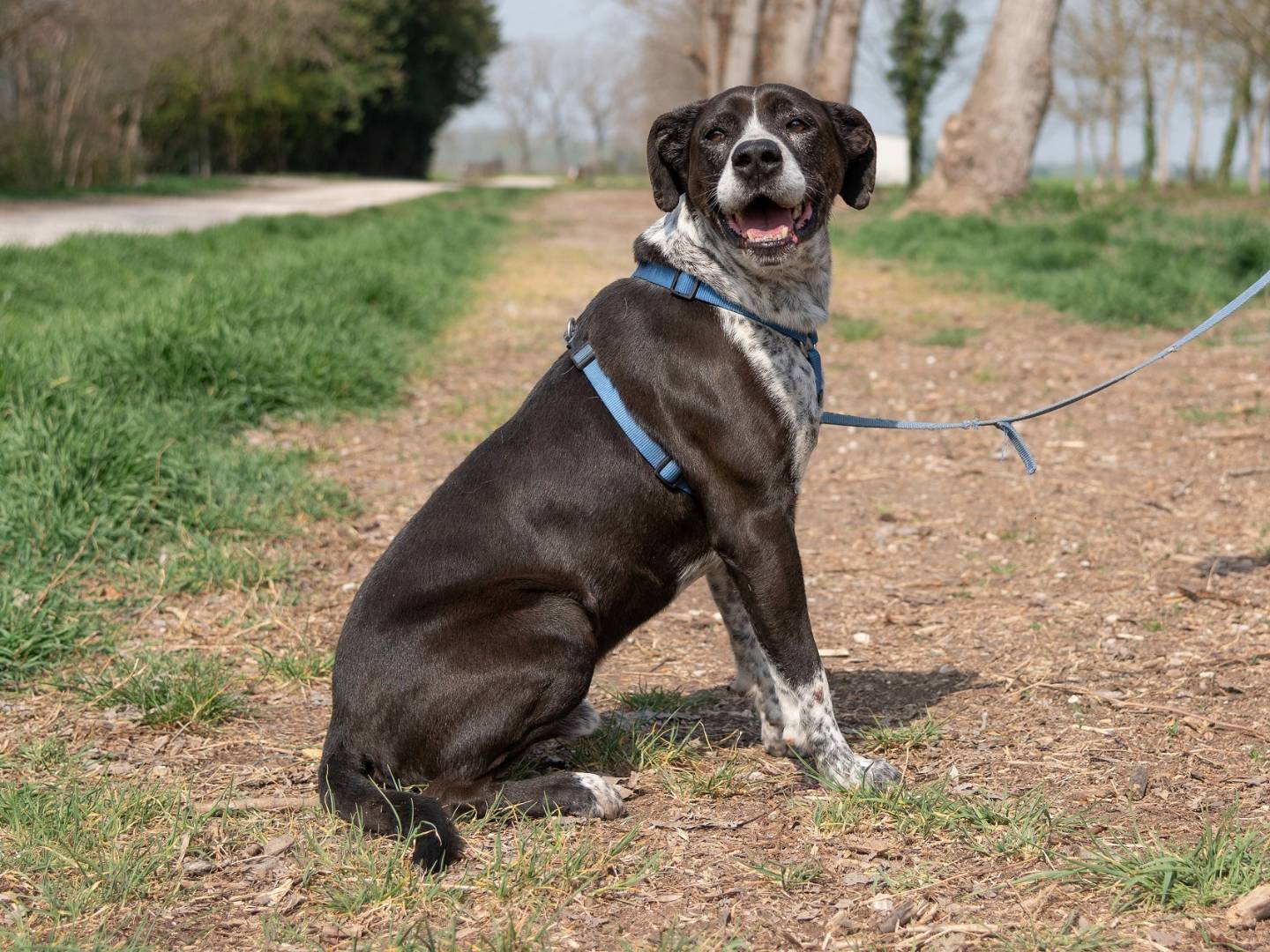 Vuoi adottare un cane a Ferrara?