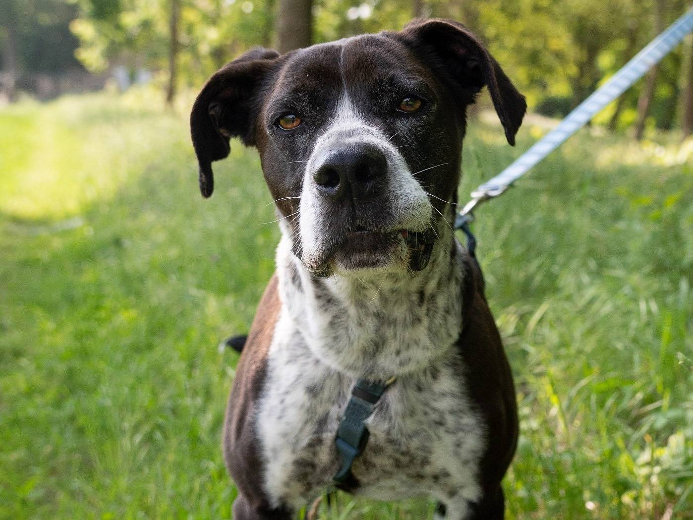 Adotta il cane Thor a Ferrara