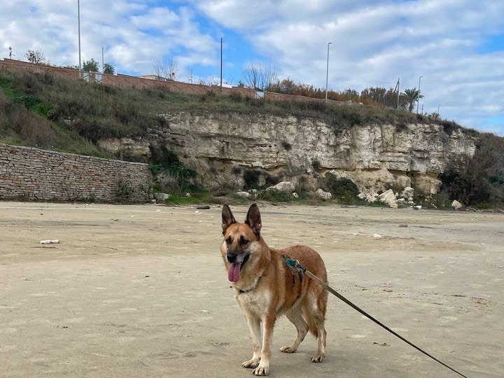 Adotta il cane Summer a Barletta