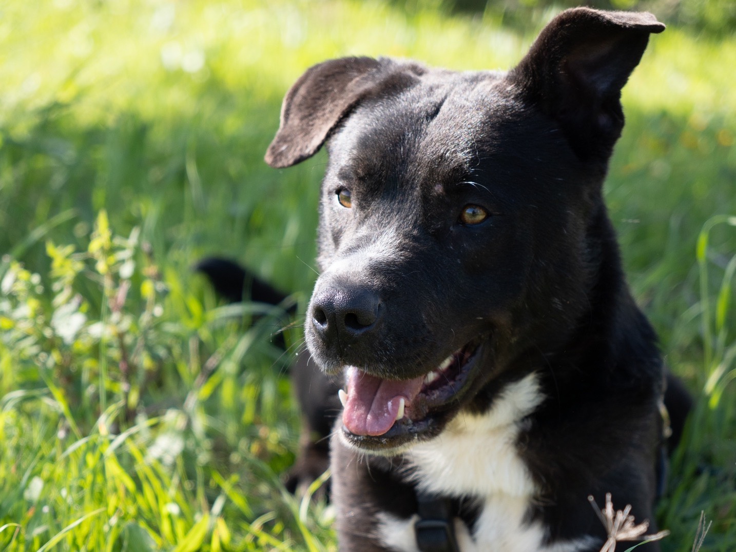 Adotta un cane, maschio, 4 anni  e 2 mesi , Barletta