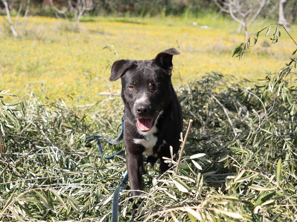Adotta il cane Oliver a Barletta