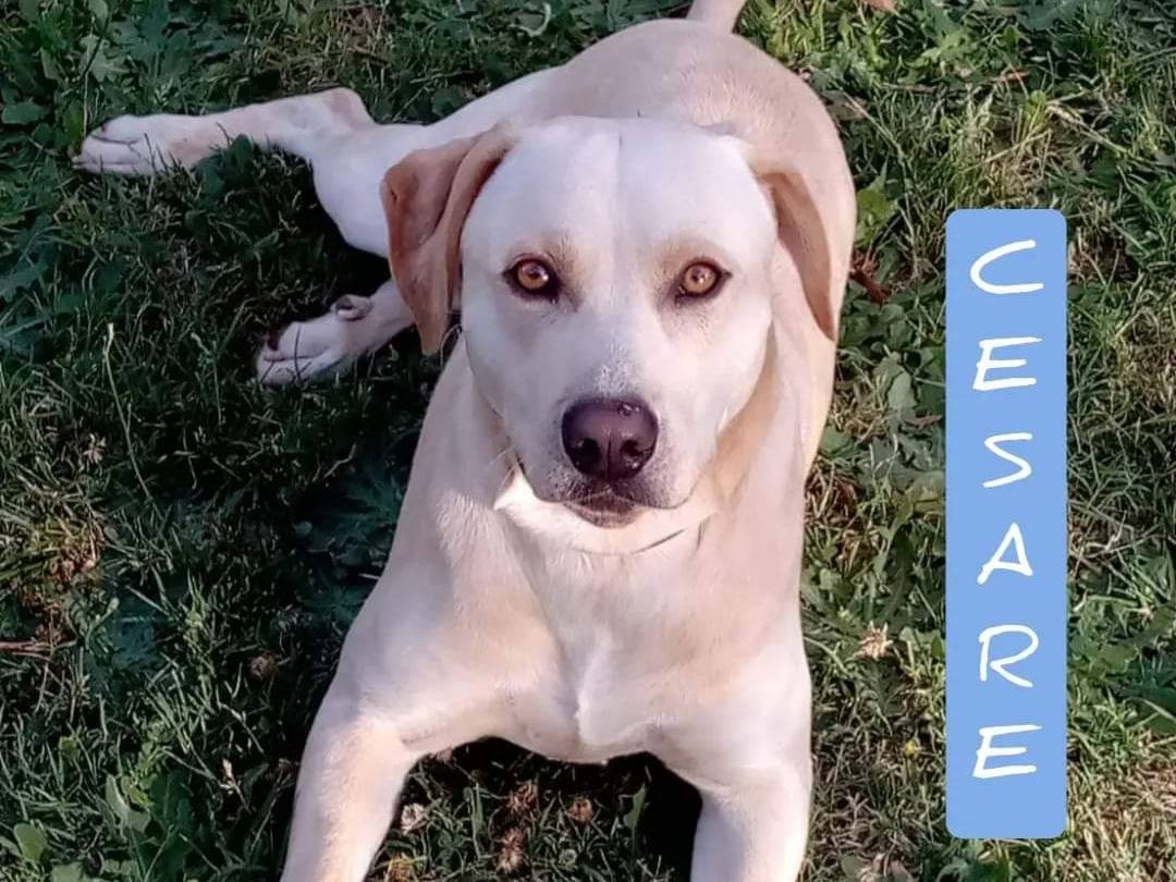 Foto dell'animale