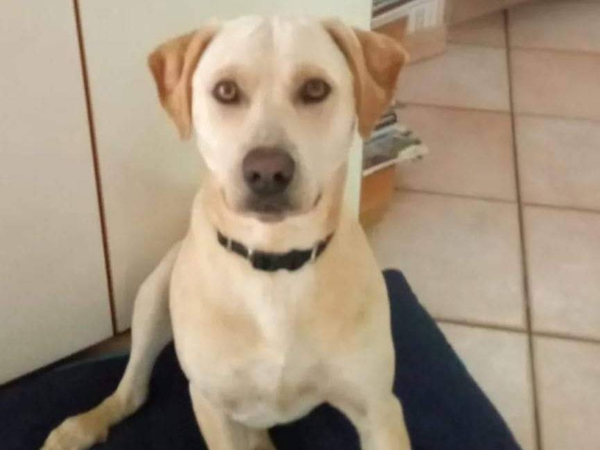 Adotta un cane, maschio, 1 anno e 9 mesi , Viterbo