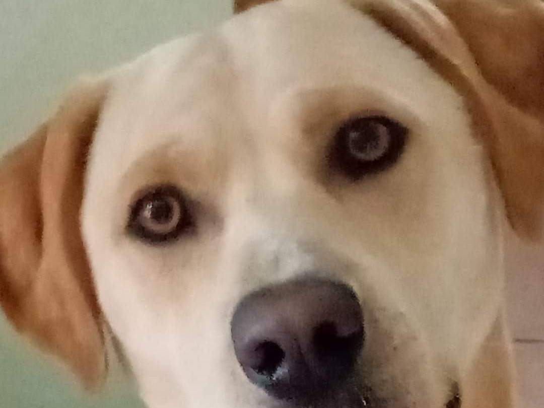 Adotta un cane, taglia media, maschio, Viterbo
