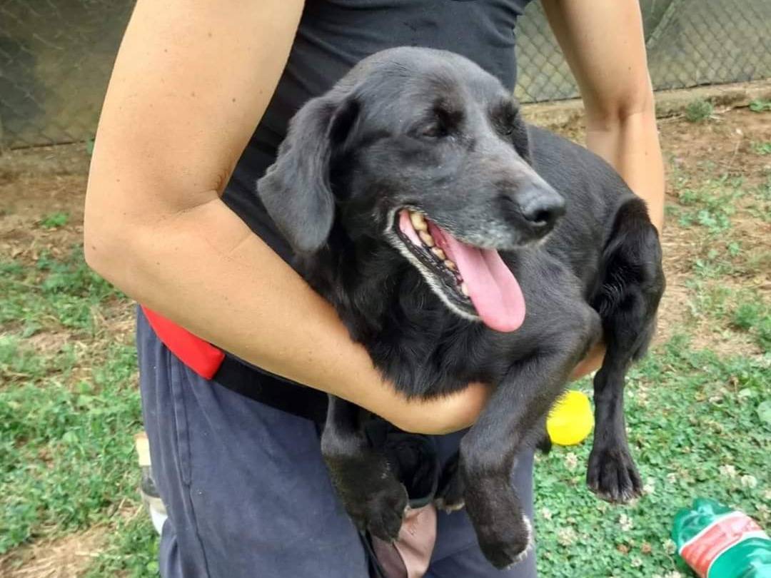 Adotta un cane, taglia media contenuta, femmina, Viterbo