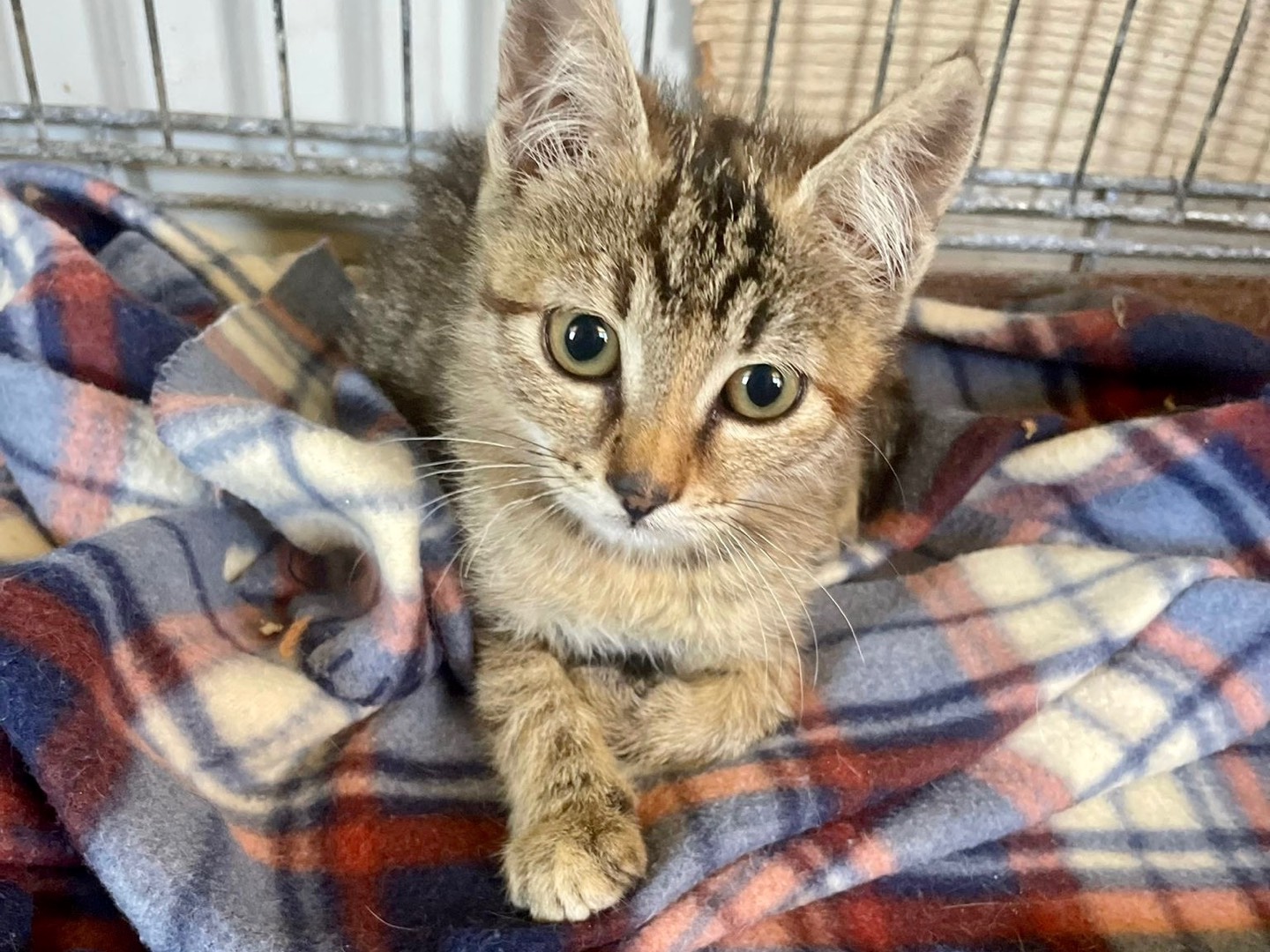 Adotta un gatto, femmina, 7 mesi, Viterbo