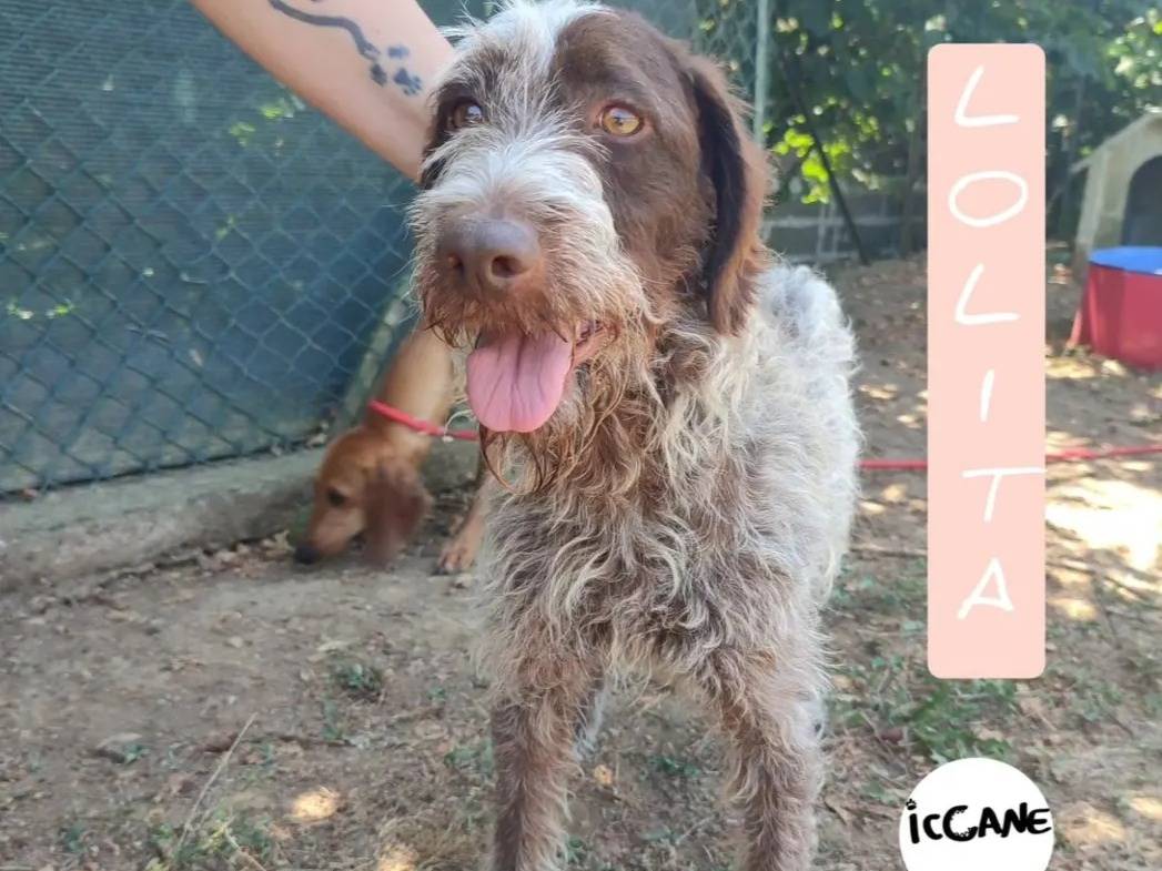 Adozione cane, femmina, meticcio, 6 anni , taglia media contenuta, Viterbo