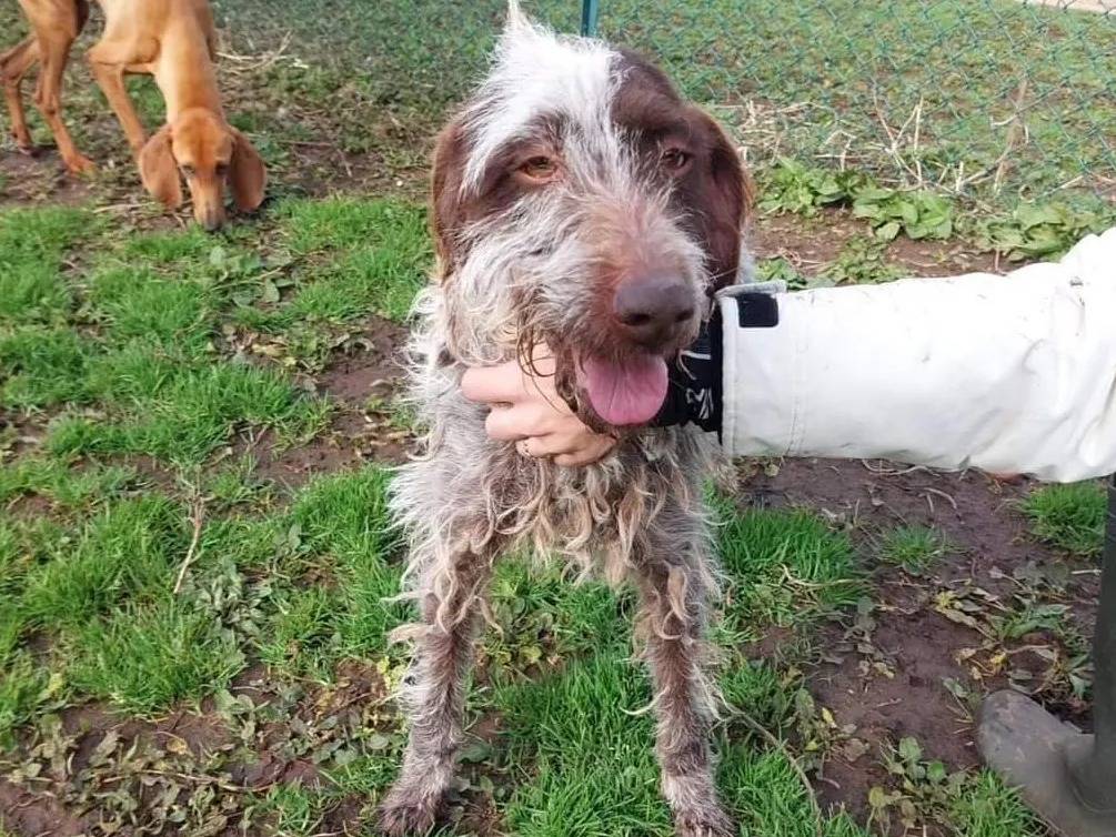 Adotta un cane, femmina, 6 anni , Viterbo