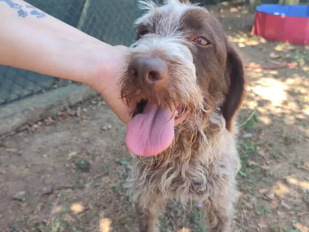Adotta un cane, taglia media contenuta, femmina, Viterbo