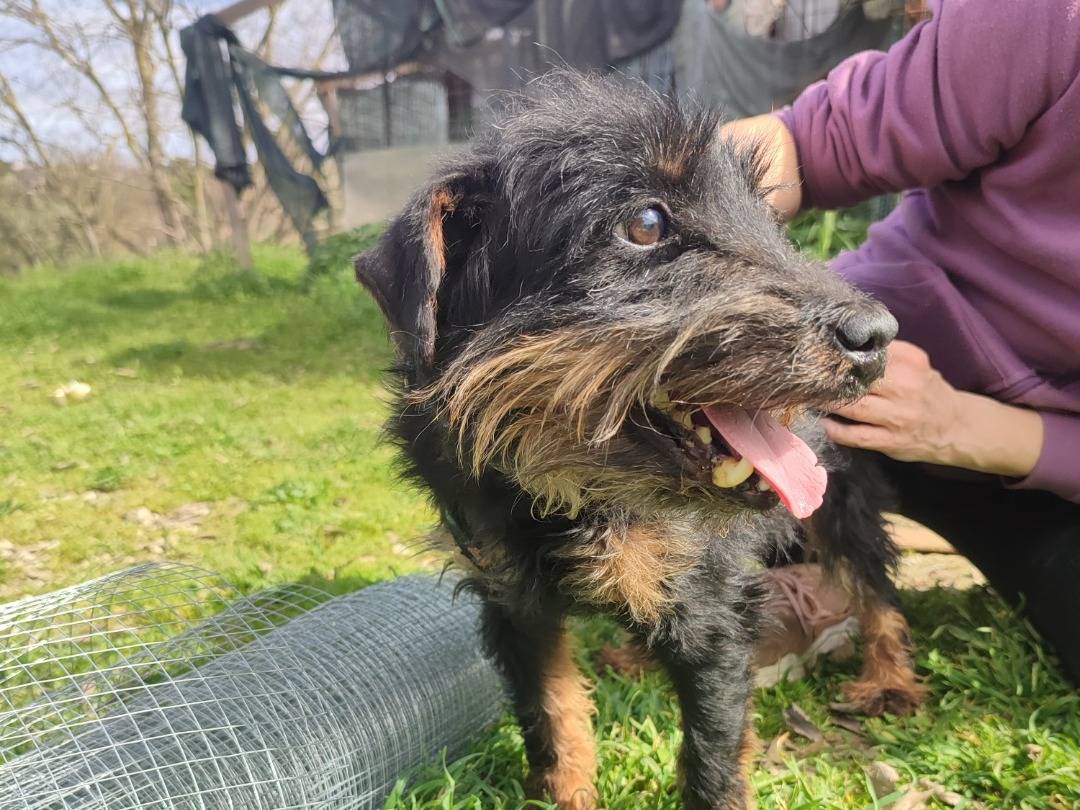 Foto dell'animale