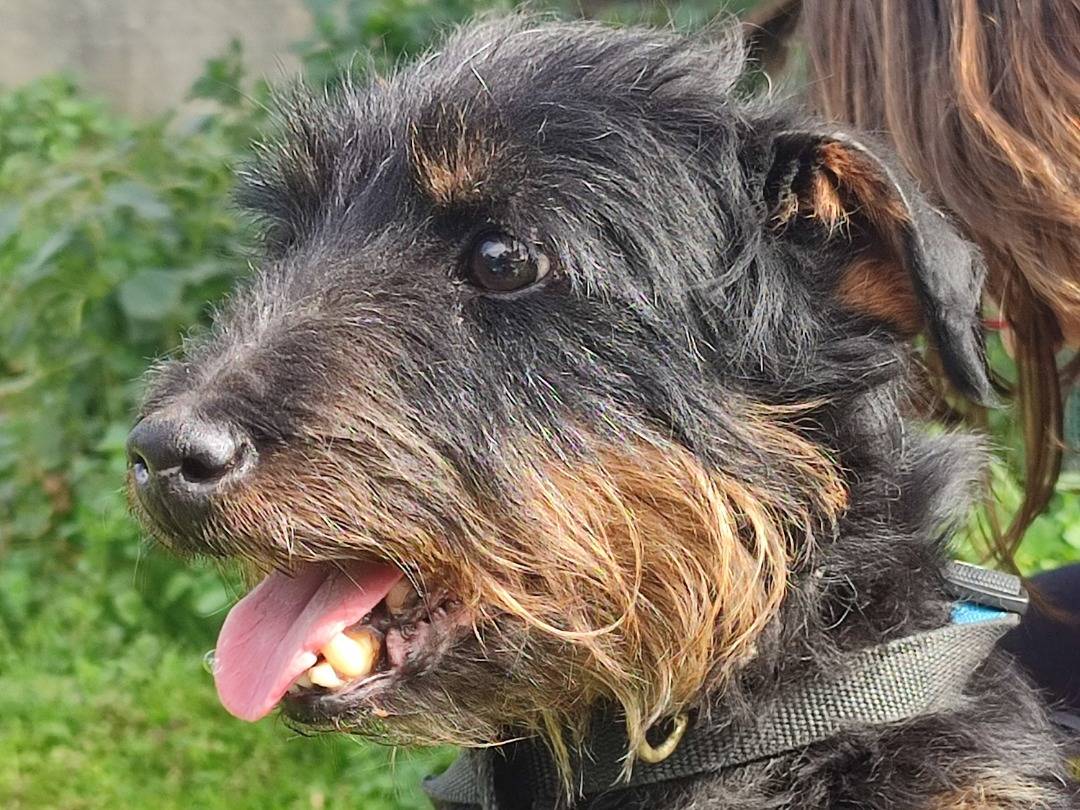 Adotta un cane, maschio, 6 anni  e 5 mesi , Caltanissetta