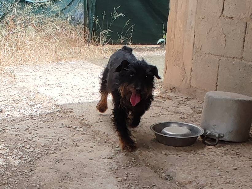 Adotta un cane, taglia piccola, maschio, Caltanissetta