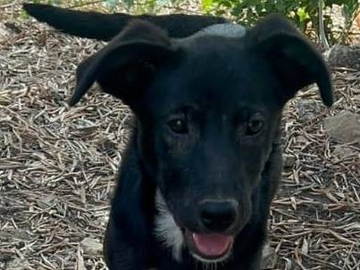 Adozione cane, femmina, meticcio, 1 anno e 9 mesi, taglia media contenuta, Crotone