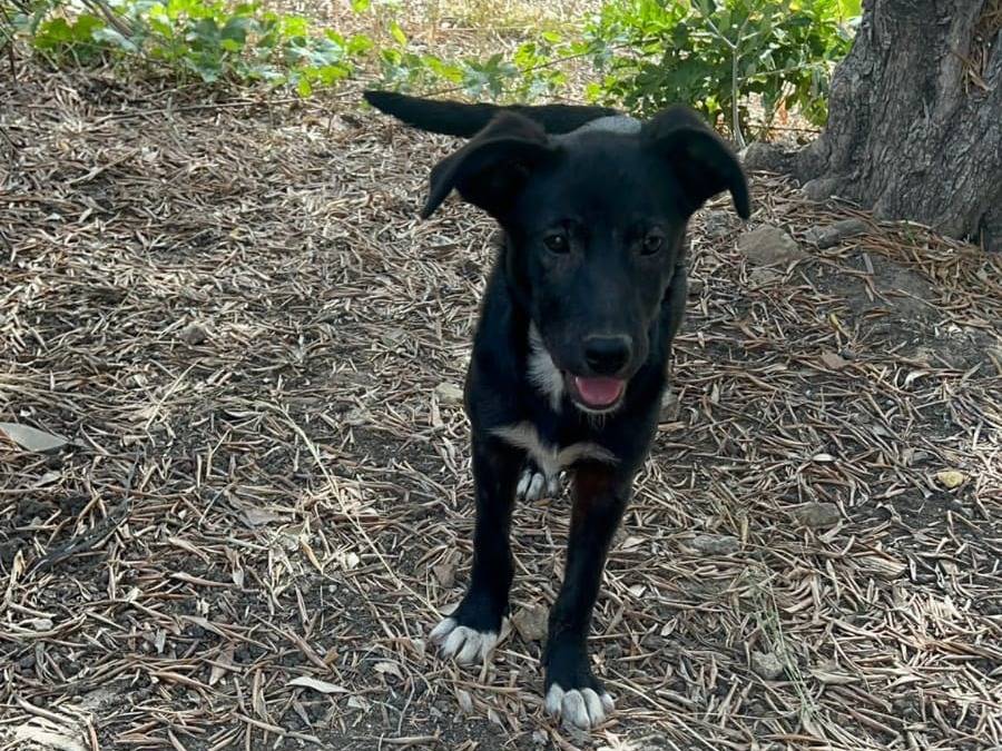 Adotta un cane, femmina, 1 anno e 9 mesi, Crotone