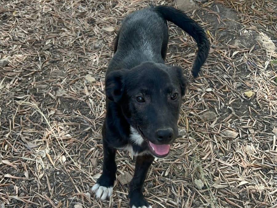 Adotta un cane, taglia media contenuta, femmina, Crotone