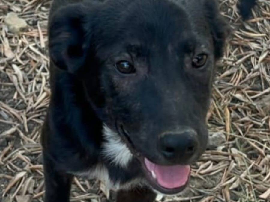 Vuoi adottare un cane a Crotone?