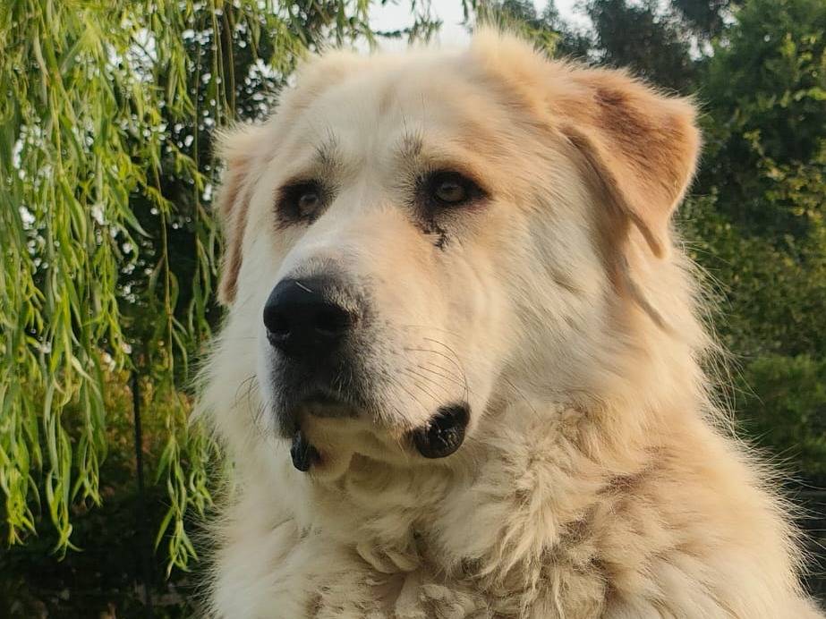 Adozione cane, maschio, meticcio, 7 anni e 1 mese, taglia gigante, Pavia