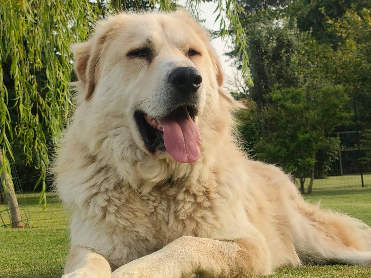 Adotta un cane, maschio, 7 anni e 1 mese, Pavia