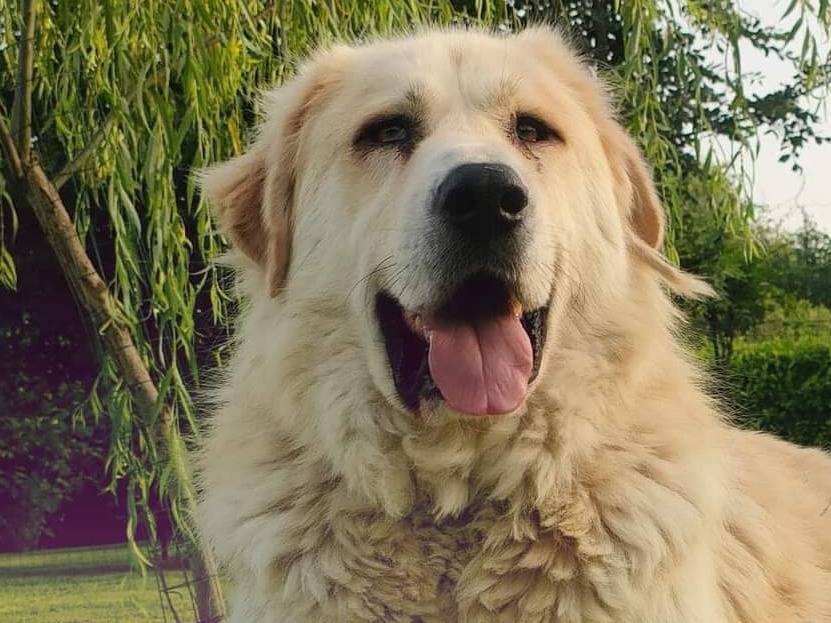 Adotta un cane, taglia gigante, maschio, Pavia