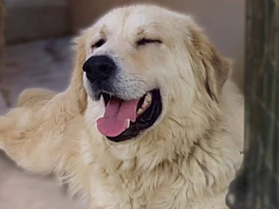 Vuoi adottare un cane a Pavia?