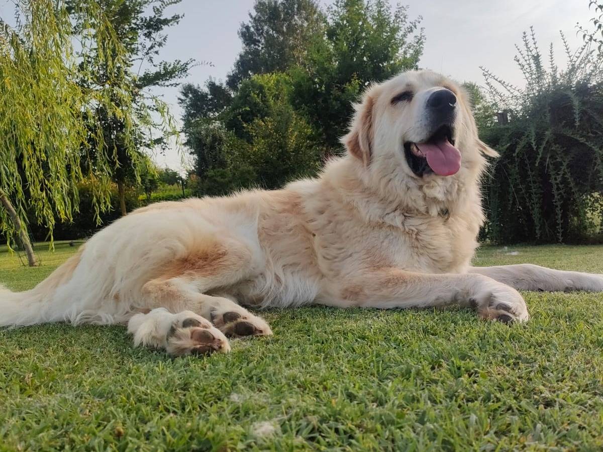 Adotta il cane CHARLIE a Pavia