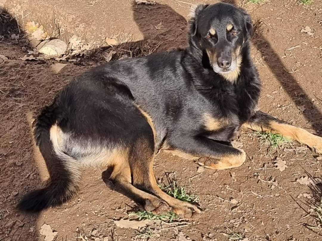 Vuoi adottare un cane a Latina?
