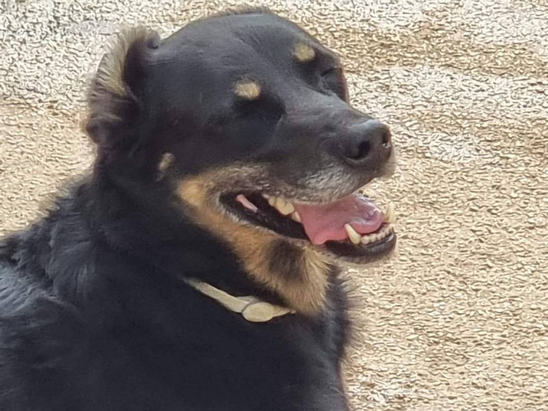Adotta il cane GIORDIE  a Latina