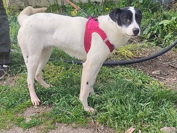 Adotta un cane, maschio, 1 anno e 11 mesi , Reggio
