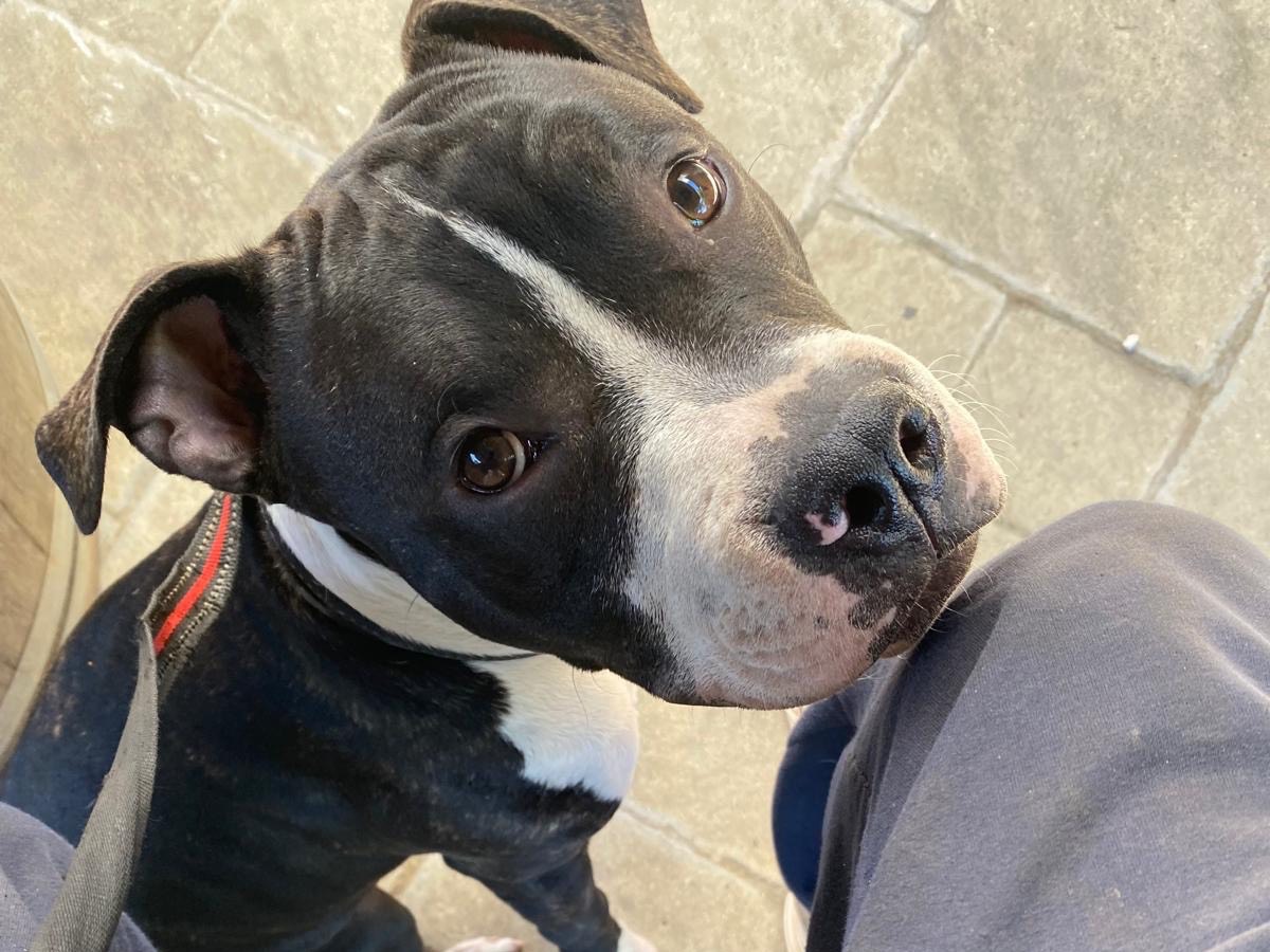 Adozione cane, maschio, Amstaff, 2 anni e 6 mesi, taglia media contenuta, Livorno