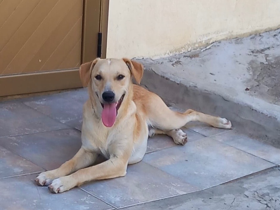 Adotta un cane, maschio, 1 anno e 4 mesi , Bologna