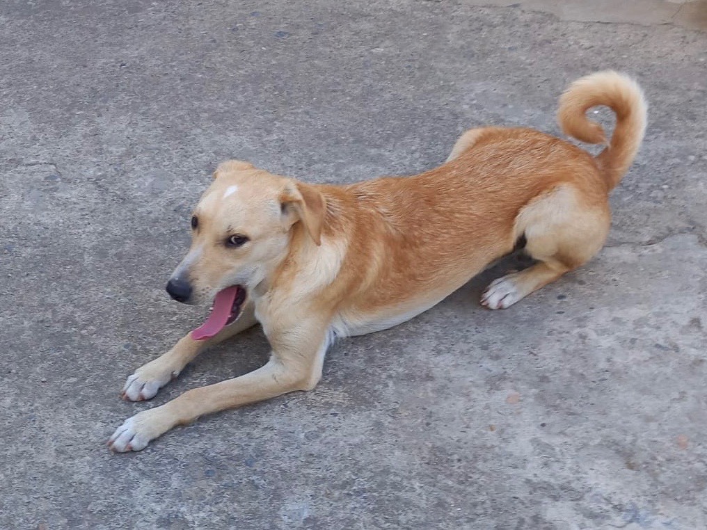 Adotta un cane, taglia media contenuta, maschio, Bologna