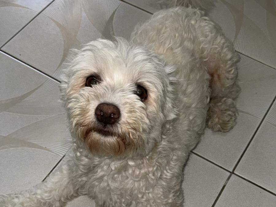 Adotta un cane, femmina, 8 anni e 11 mesi, Milano