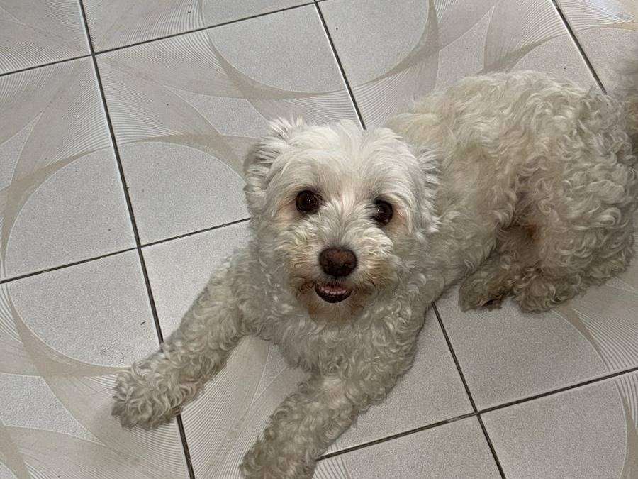 Adotta un cane, taglia piccola, femmina, Milano