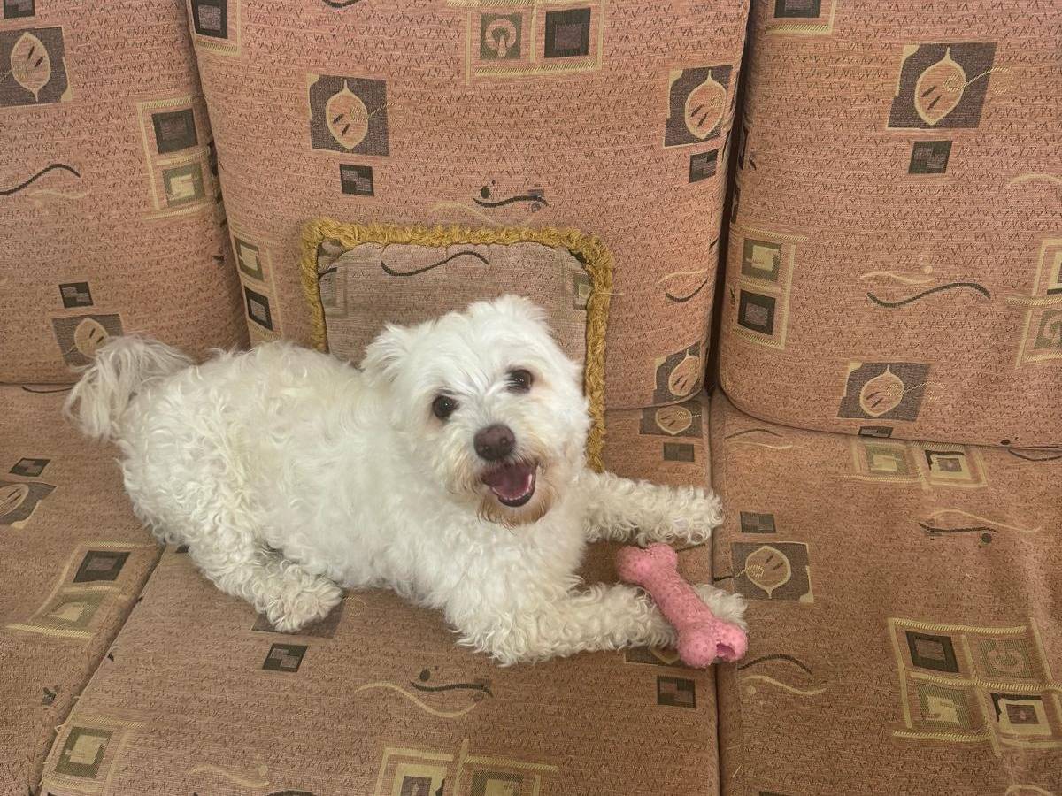 Vuoi adottare un cane a Milano?