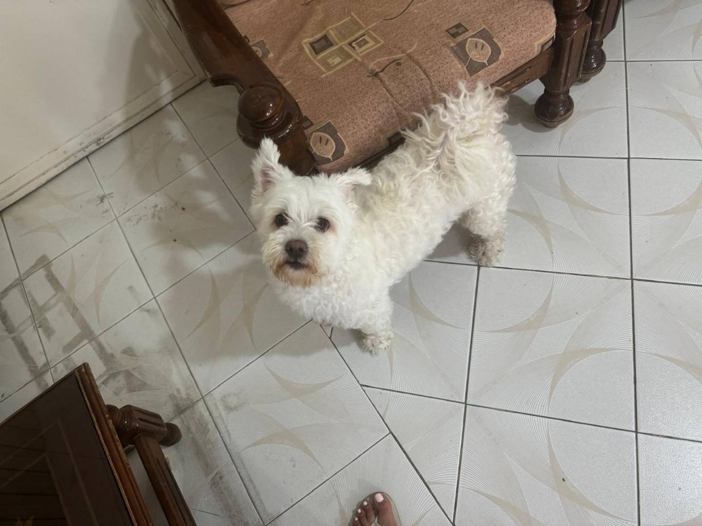 Adotta il cane Snowy a Milano