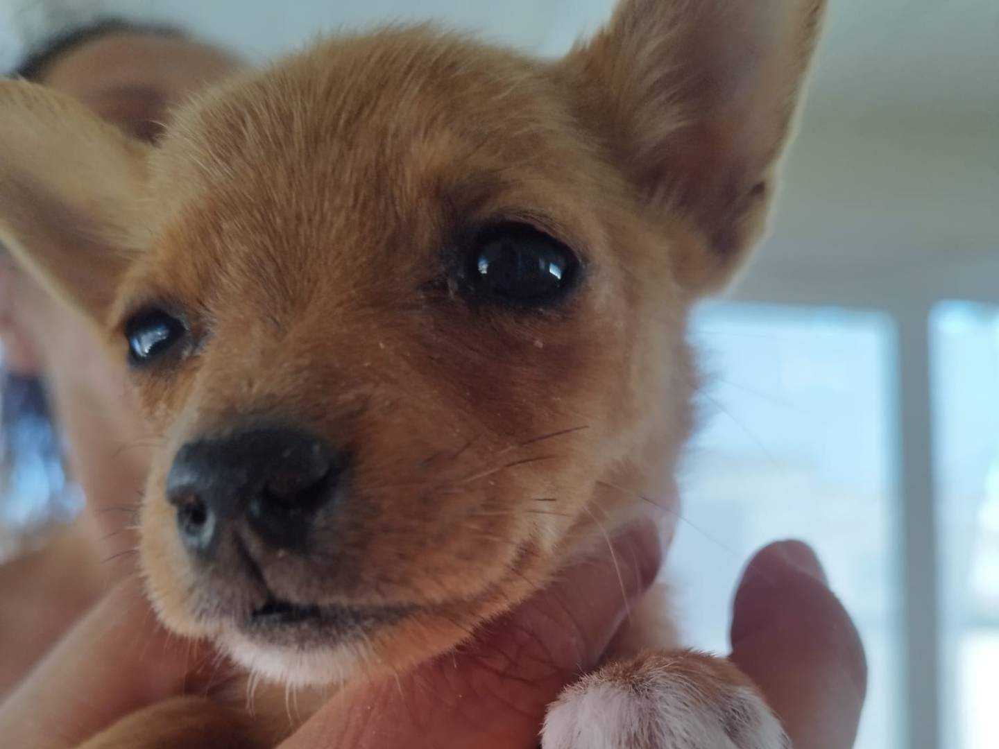 Adozione cane, femmina, meticcio, 2 anni, taglia piccola, Bari