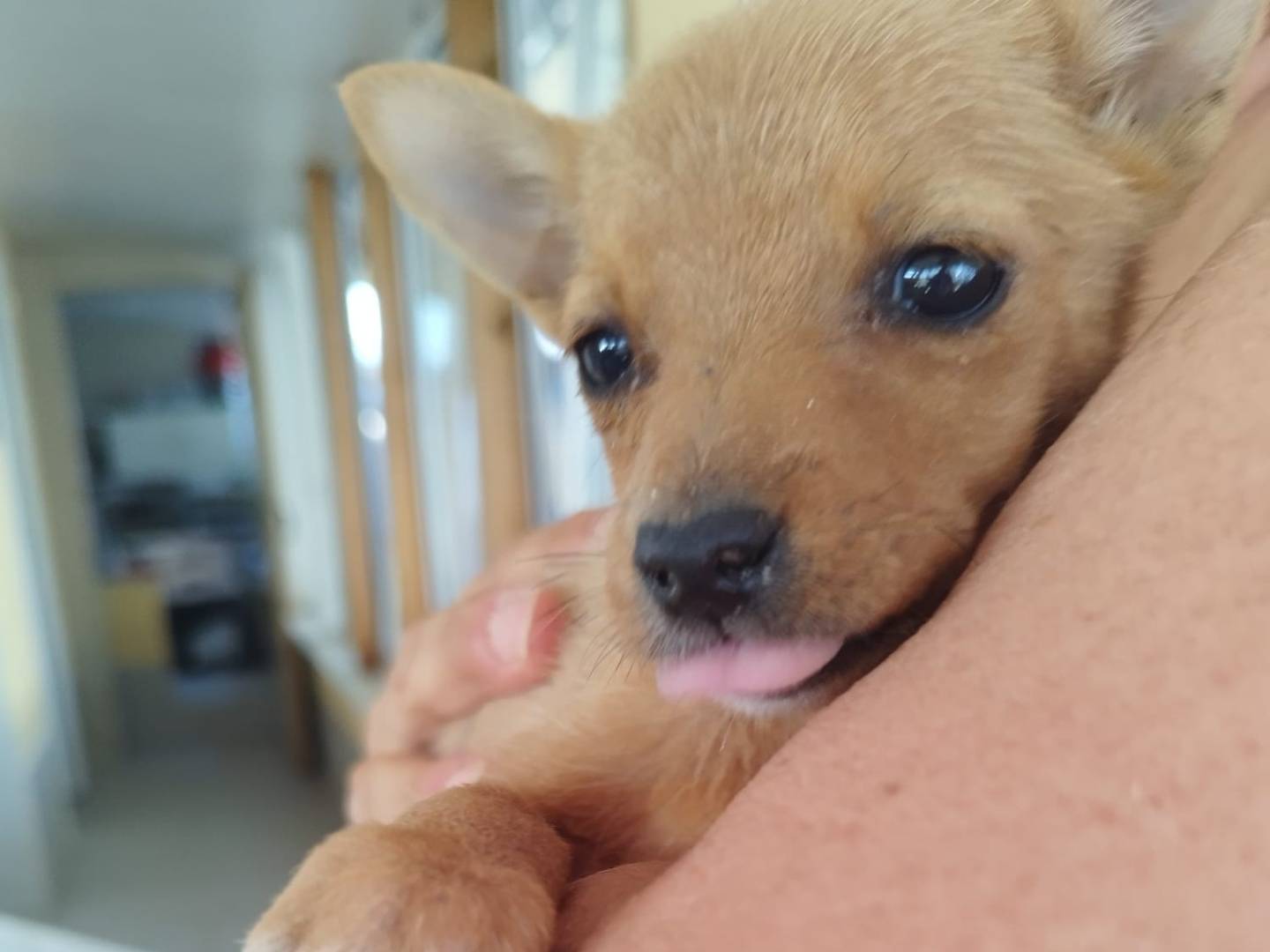 Adotta un cane, femmina, 2 anni, Bari