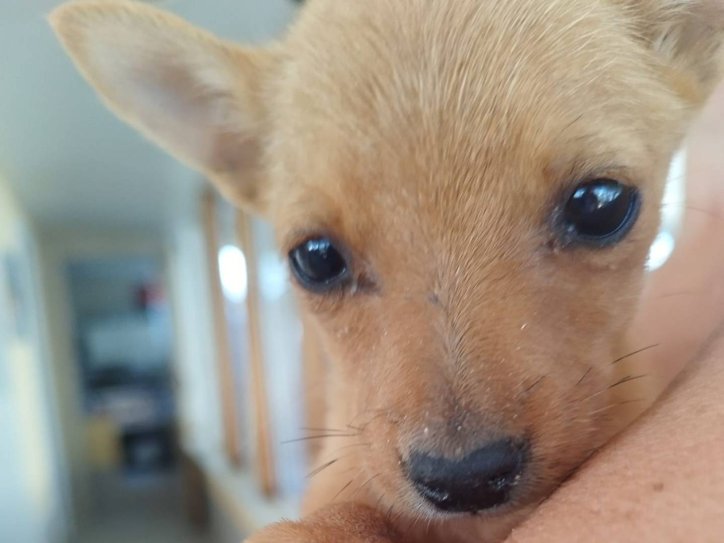 Adotta un cane, taglia piccola, femmina, Bari