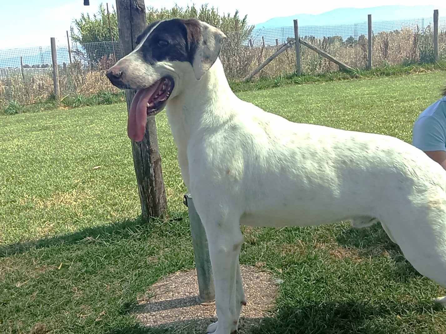 Adotta un cane, maschio, 2 anni  e 11 mesi , Latina