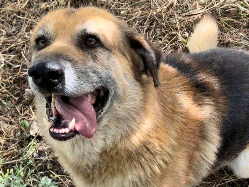 Vuoi adottare un cane a Crotone?