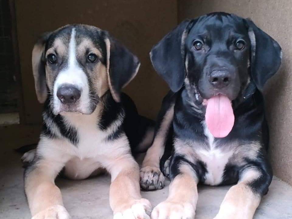 Adozione cane, maschio, meticcio, 1 anno e 7 mesi, taglia media, Parma