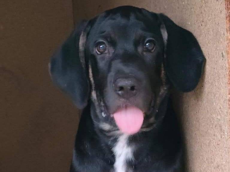 Adotta un cane, maschio, 1 anno e 7 mesi, Parma