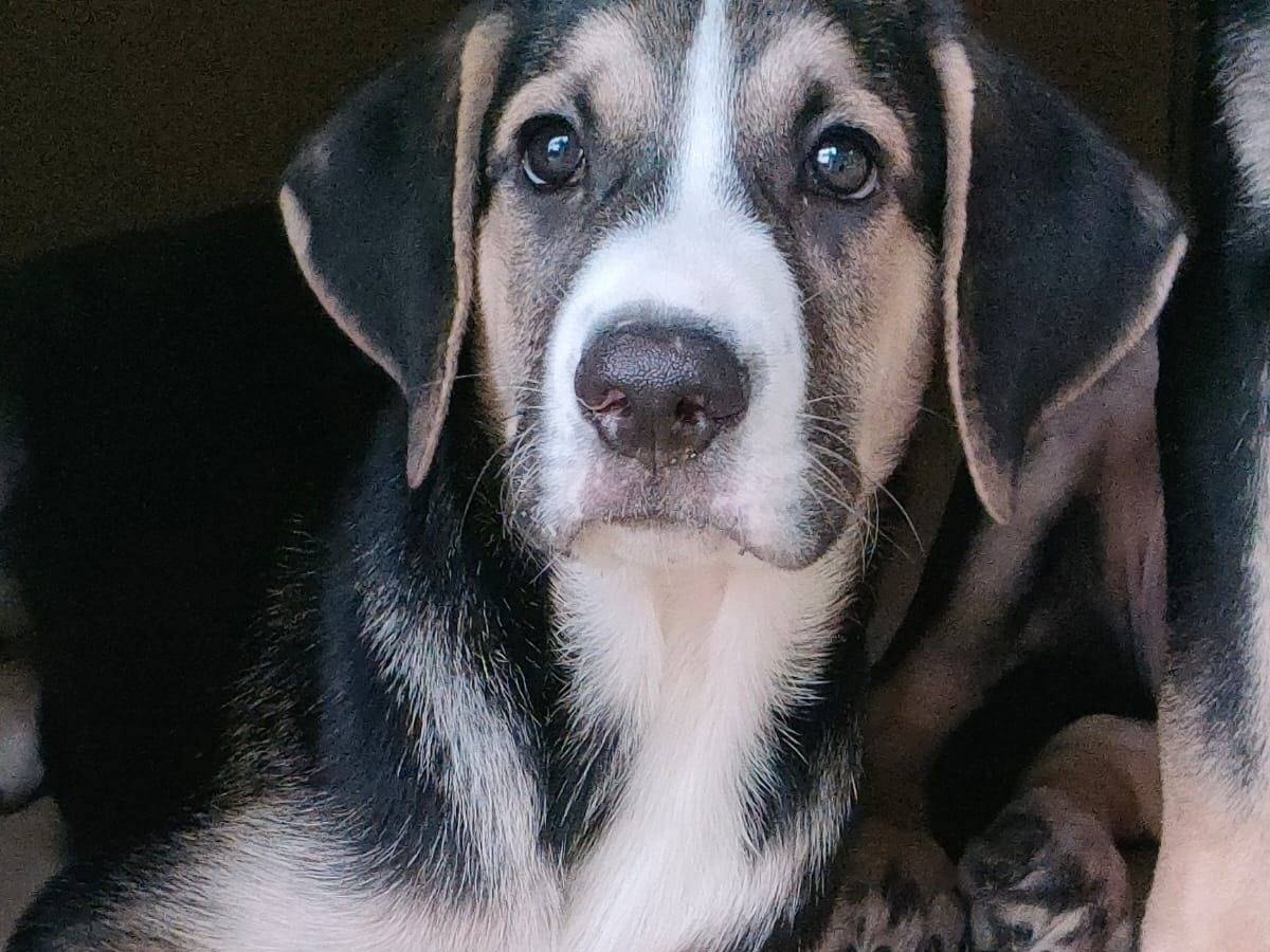 Adotta un cane, taglia media, maschio, Parma